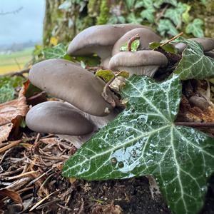 Oyster Mushroom