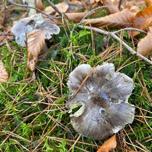 Sticky Grey Trich