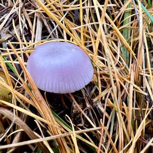 Lilac Bonnet