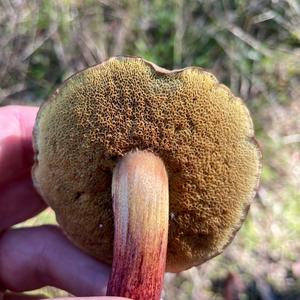 Red-cracked Bolete