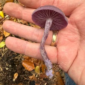 Amethyst Deceiver