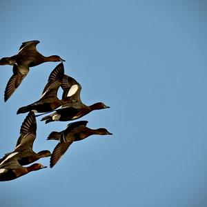 Eurasian Wigeon