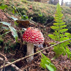 Fly Agaric