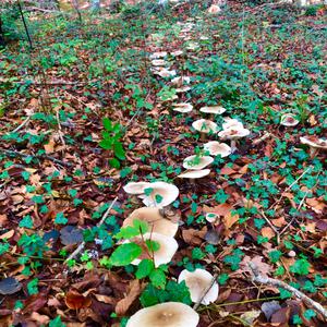 Cloudy Clitocybe