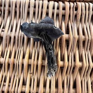 Fluted Black Helvella