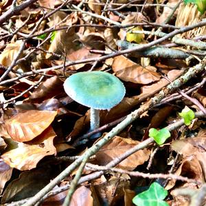 Blue-green Stropharia