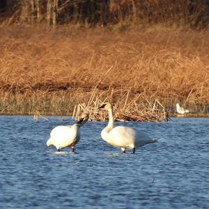 Trumpeter Swan