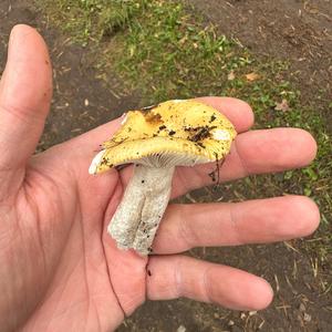 Yellow-ochre Russula