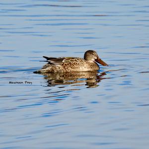 Northern Shoveler