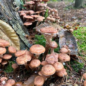 Scaly Pholiota