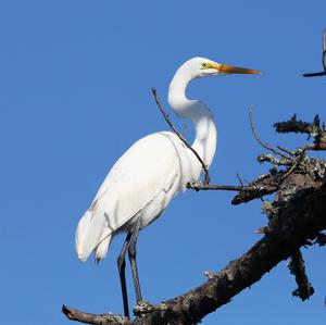 Great Egret