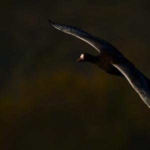 Greater White-fronted Goose