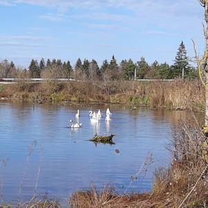 Höckerschwan