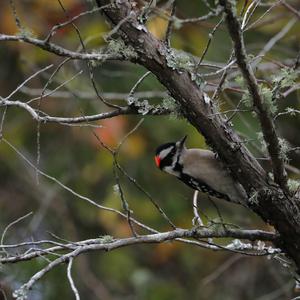 Downy Woodpecker