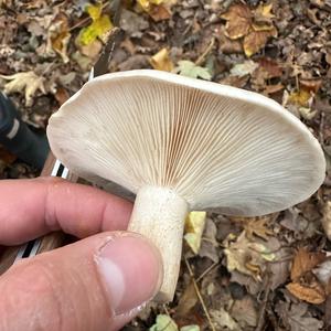 Cloudy Clitocybe