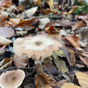 Liquorice Milk Cap