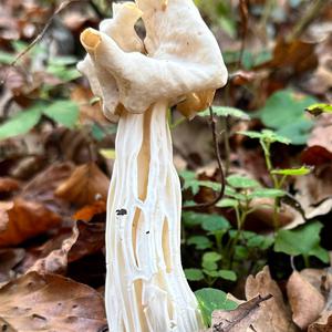 Fluted White Helvella