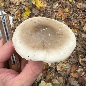 Cloudy Clitocybe