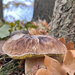 King Bolete