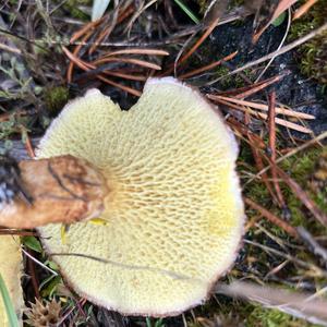 Hollow-stalked Larch Suillus