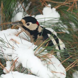 Great Spotted Woodpecker