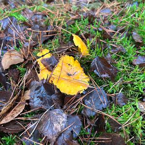 Chanterelle, Common