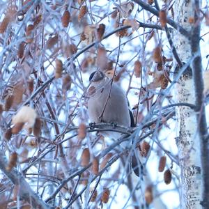 Eurasian Bullfinch