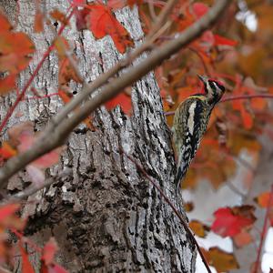 Yellow-bellied Sapsucker