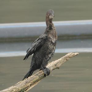 Pygmy Cormorant