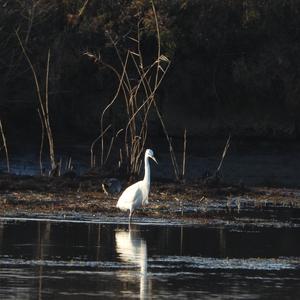 Seidenreiher