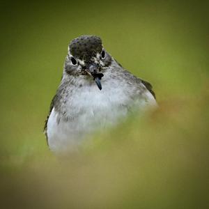 Spotted Sandpiper