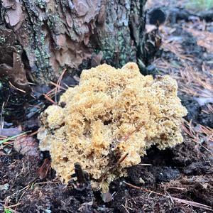 Eastern Cauliflower Mushroom