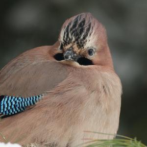 Eurasian Jay