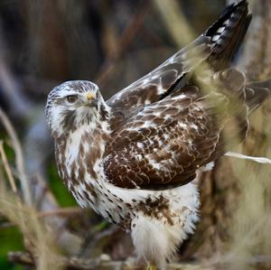 Mäusebussard