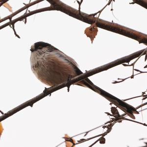 Long-tailed Tit