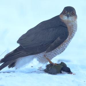 Eurasian Sparrowhawk