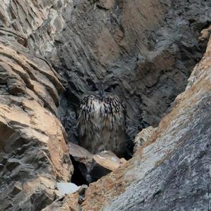 Eurasian Eagle-owl