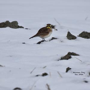 Horned Lark