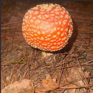 Fly Agaric