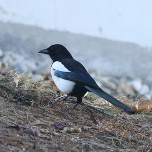 Black-billed Magpie