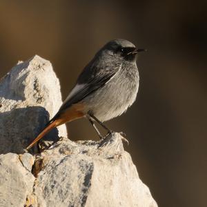 Black Redstart