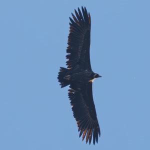 Cinereous Vulture