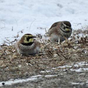 Horned Lark