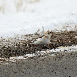 Snow Bunting