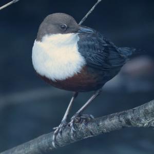 White-throated Dipper