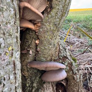 Oyster Mushroom