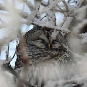 Barred Owl