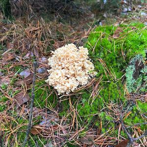 Eastern Cauliflower Mushroom