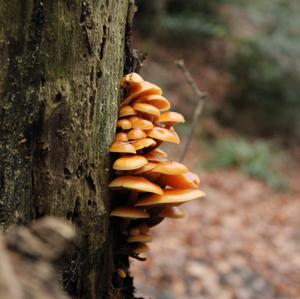 Deadly Galerina