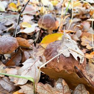 King Bolete